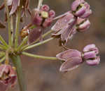 Clasping milkweed